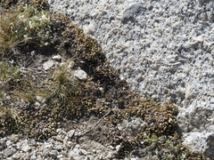 Selaginella watsonii