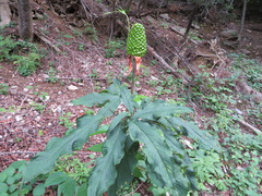 Arisaema serratum