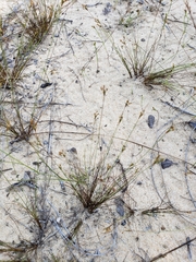 Bulbostylis ciliatifolia