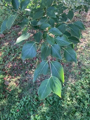 Cornus kousa