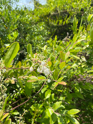 Honey-cup (Zenobia pulverulenta)
