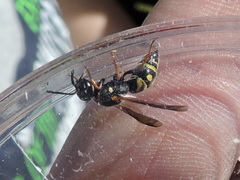 Parancistrocerus vagus