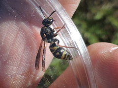 Parancistrocerus vagus