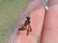 Parancistrocerus vagus