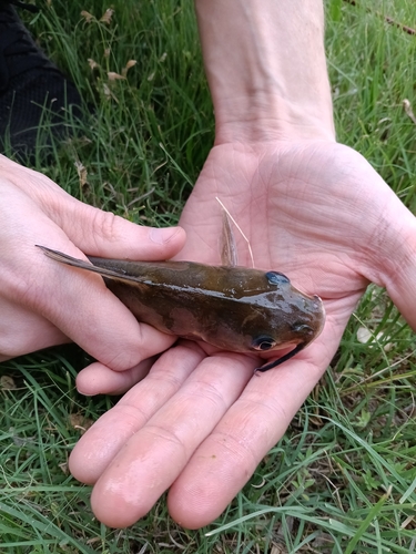 Channel Catfish