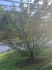 Cornus kousa