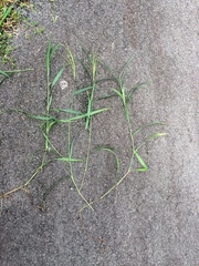 Digitaria setigera