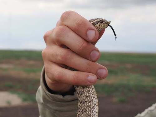 Plains Hognose Snake