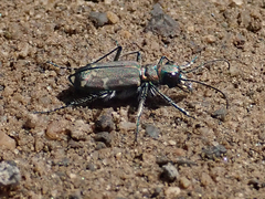 Cicindela oregona oregona