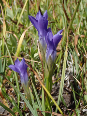 Gentianopsis simplex