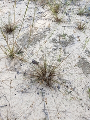 Bulbostylis ciliatifolia