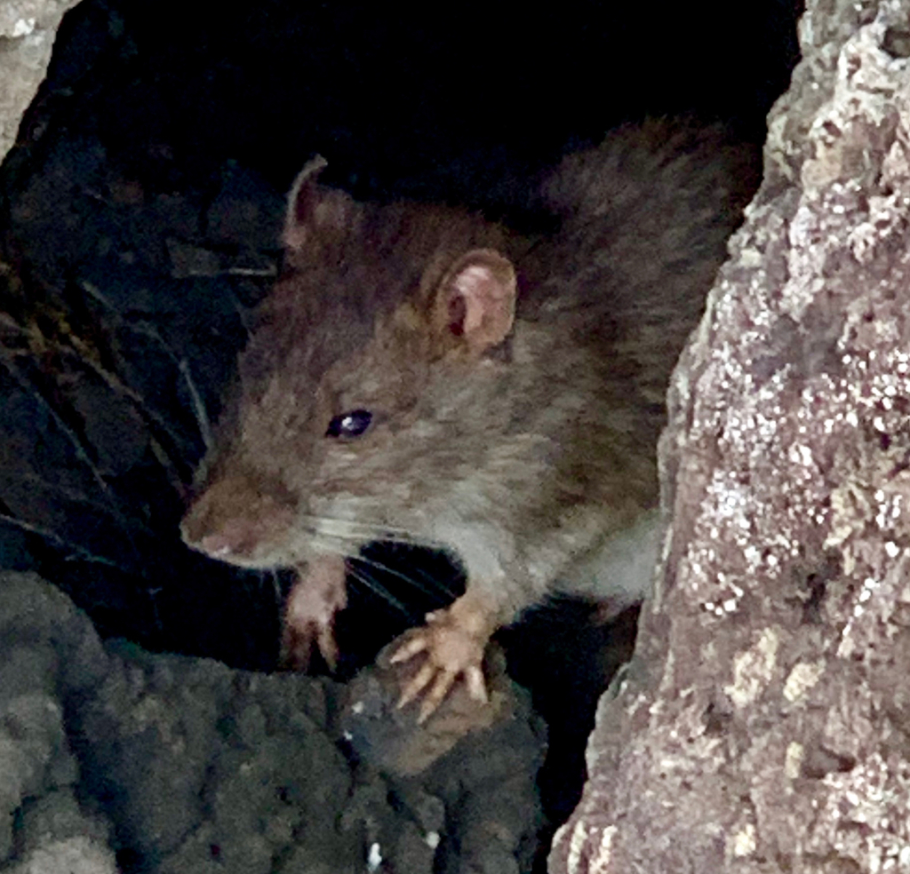 Polynesia Rat Polynesian Rat from Easter Island, Valparaíso Region, CL on May 29 ...