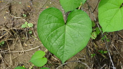 Ipomoea muricata
