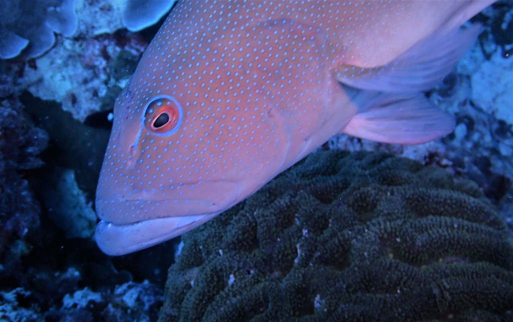 Leopard Coralgrouper