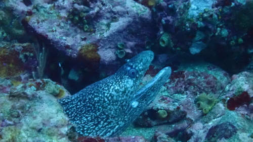 Hourglass moray (Muraena clepsydra) — Muraenidae