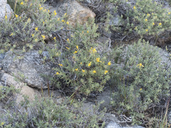 Ericameria suffruticosa