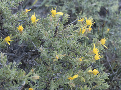 Ericameria suffruticosa