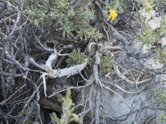 Ericameria suffruticosa