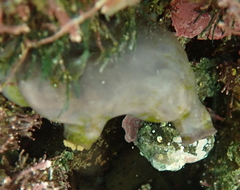 Asterocarpa coerulea