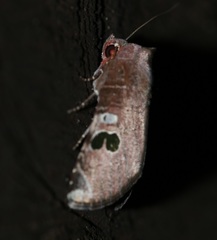 Hemicephalis grandirena