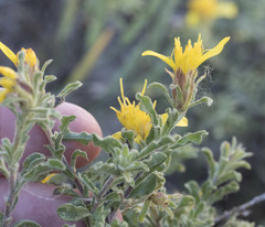 Ericameria suffruticosa