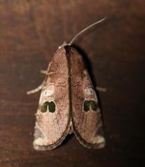 Hemicephalis grandirena
