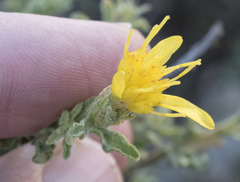 Ericameria suffruticosa