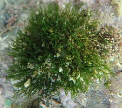 Cladophora herpestica
