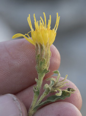 Ericameria suffruticosa