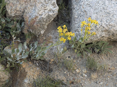 Senecio scorzonella
