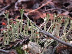 Cladonia rei