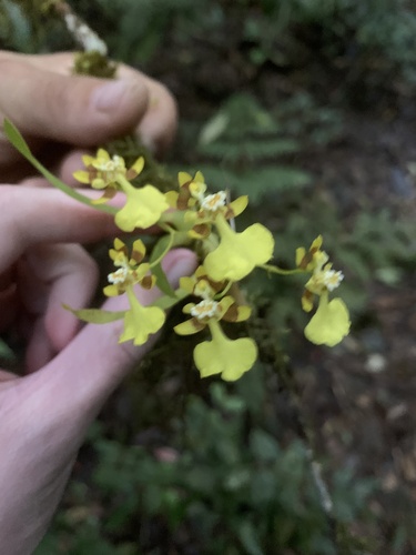 Gomesa cogniauxiana