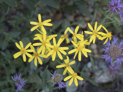 Senecio scorzonella