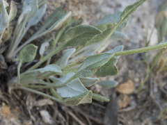 Senecio scorzonella