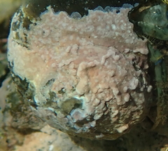 Lithophyllum corallinae