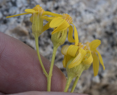 Senecio scorzonella