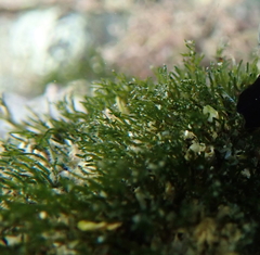 Cladophora herpestica