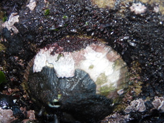 Fissurella costata