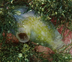Asterocarpa coerulea