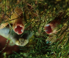 Styelidae