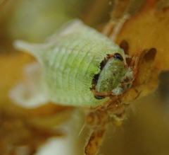 Isocladus dulciculus