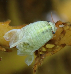 Isocladus dulciculus