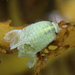 Isocladus dulciculus - Photo (c) tangatawhenua, alguns direitos reservados (CC BY-NC), uploaded by tangatawhenua