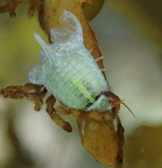 Isocladus dulciculus