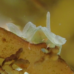 Isocladus dulciculus
