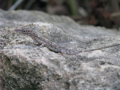 Anolis argenteolus