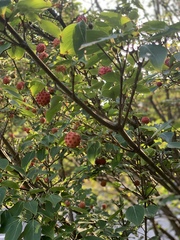 Cornus kousa
