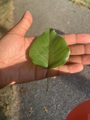 Pyrus calleryana