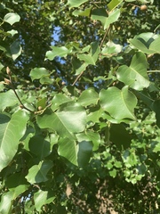 Pyrus calleryana