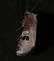 Hemicephalis grandirena